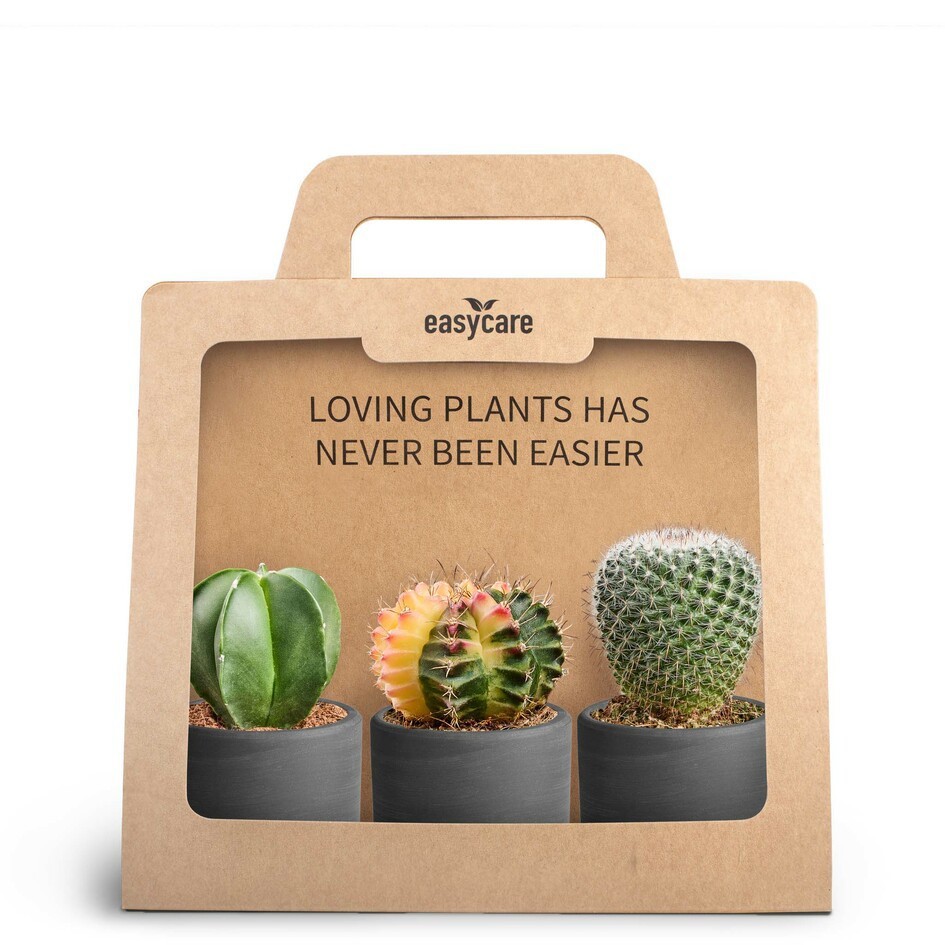 Cactus Mix 30690128 3-Pack Raw Black, D 7 cm