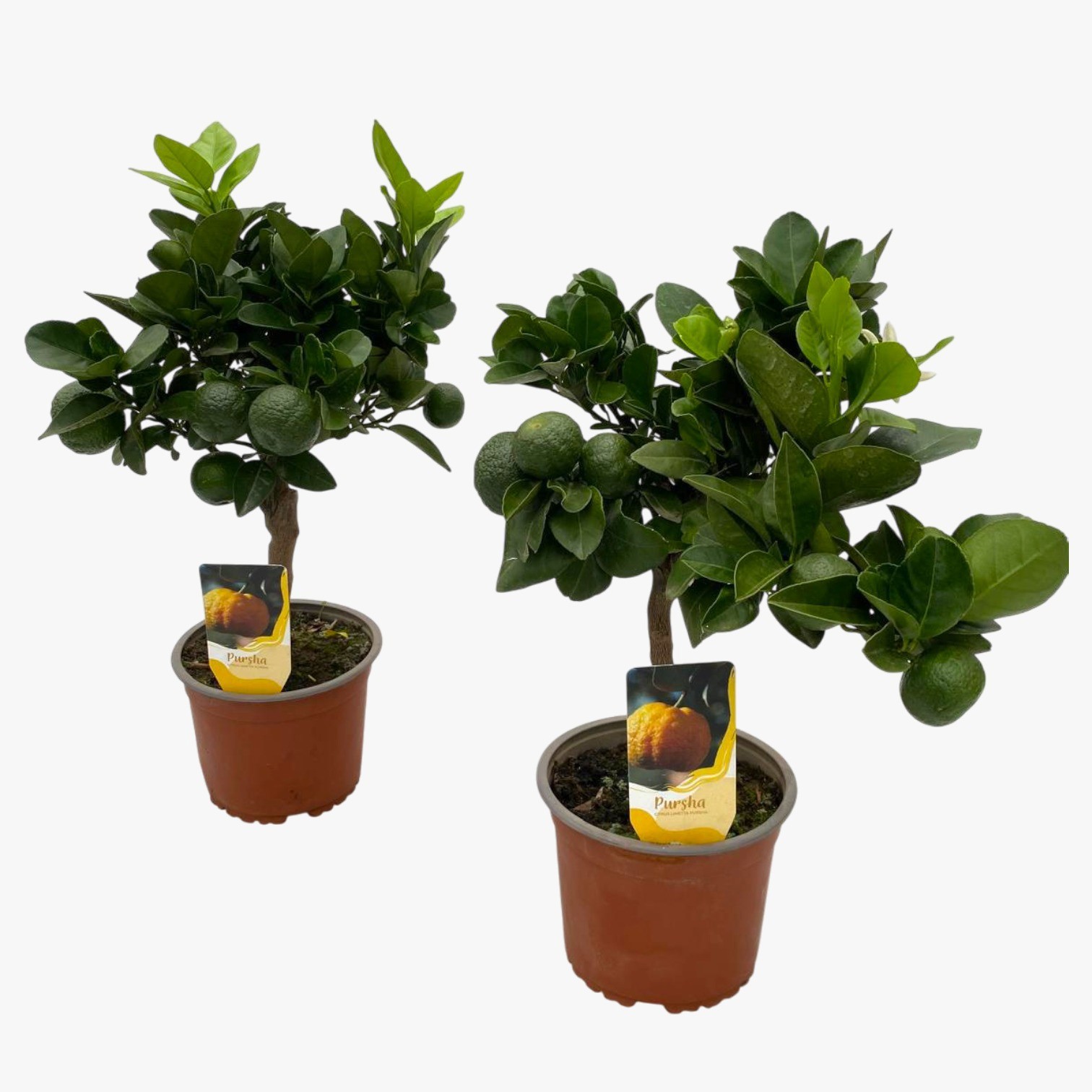 Citrus limetta 'Pursha', D 15 cm