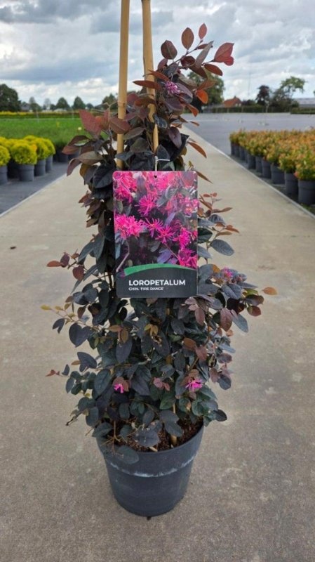 Loropetalum chin. 'Fire Dance', 3 stok, D 29