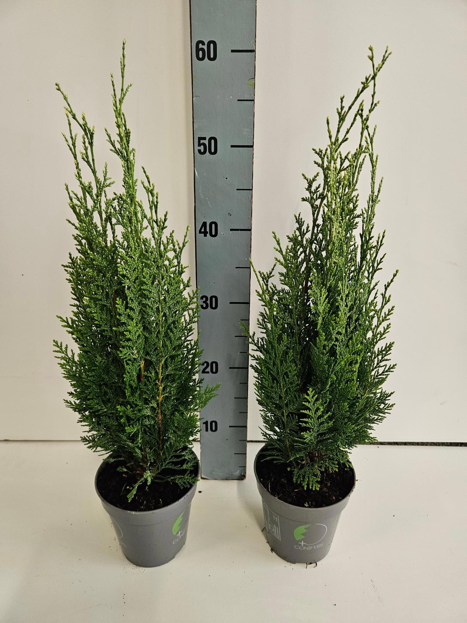 Chamaecyparis lawsoniana 'White Spot', D 13