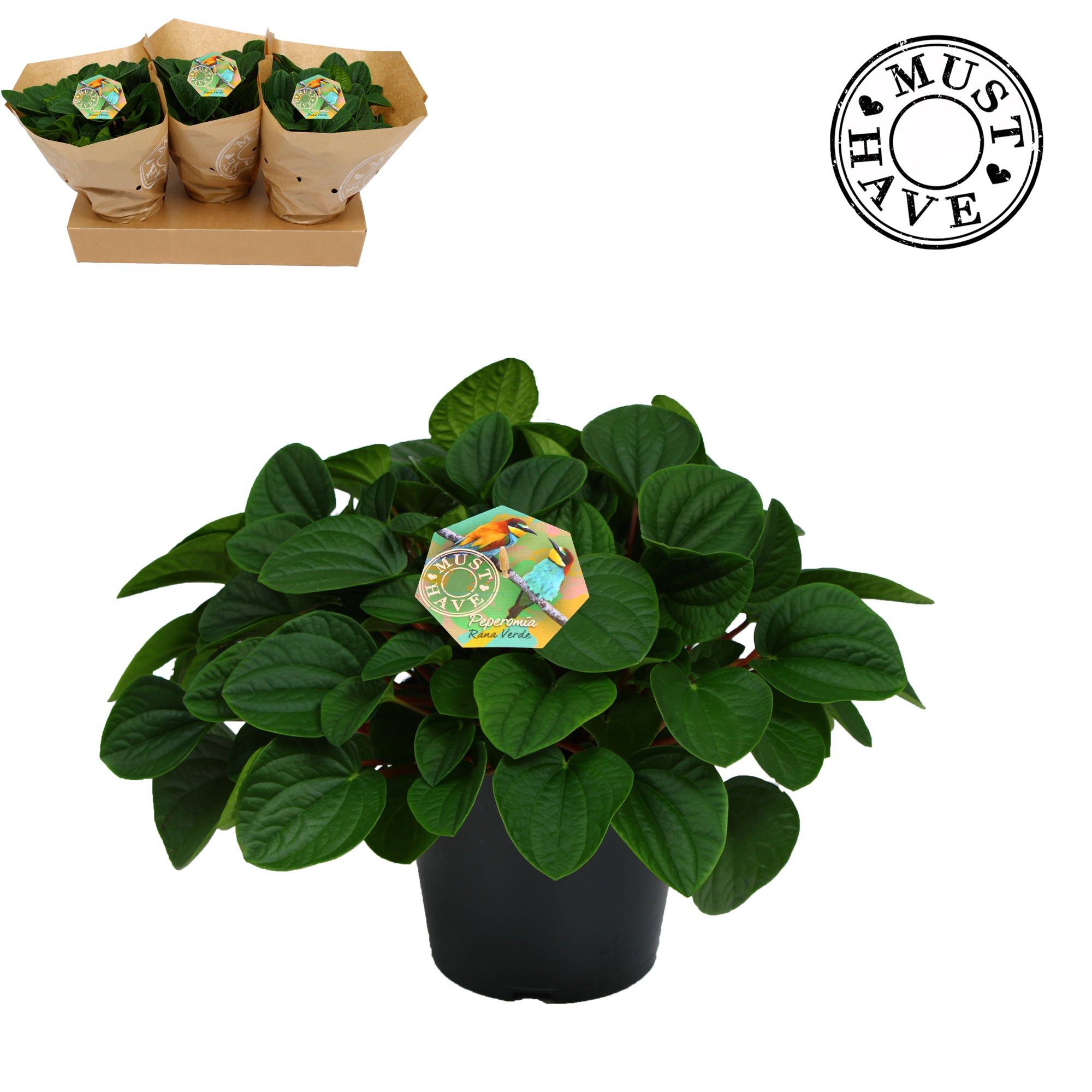 Peperomia ''rana verde'' 'must have', D 17