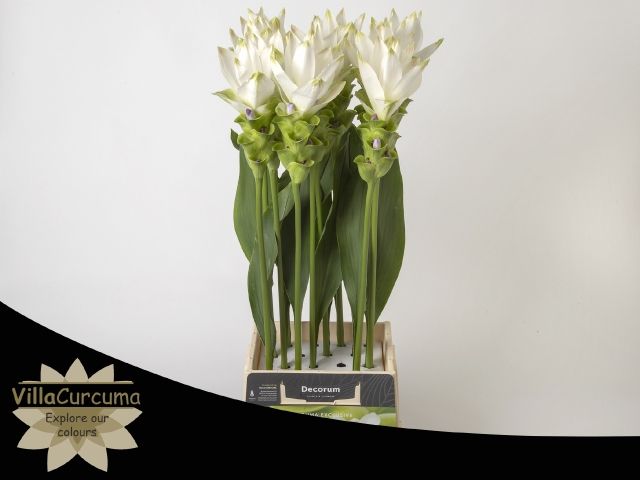 Куркума Сиам Спирит 70, шт.