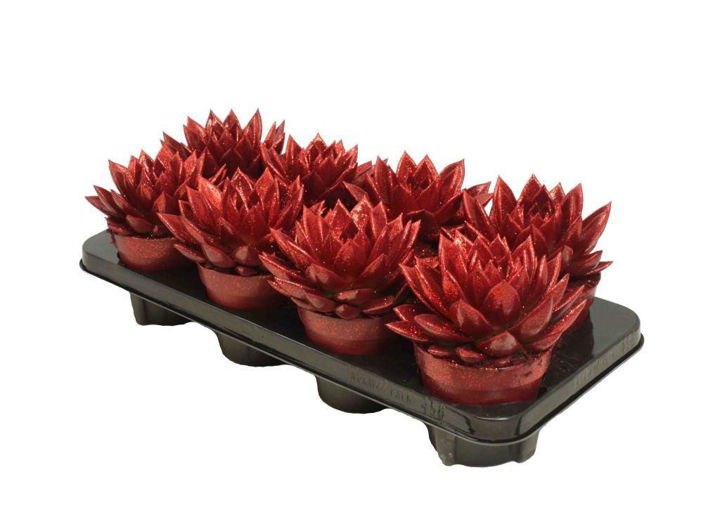 Miranda coloured red + Natureglit®, D 12 cm