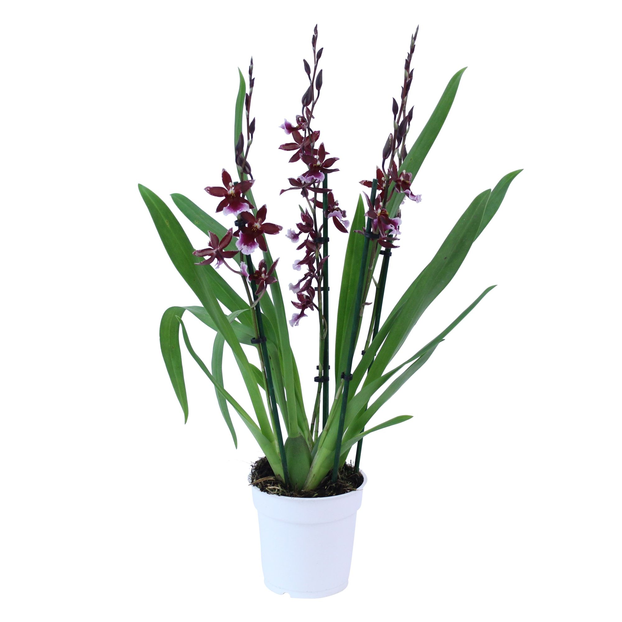 Inca Cambria Barrocco Red 3 spike, D 12