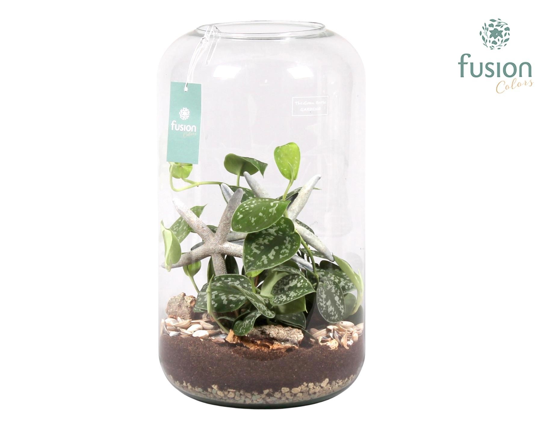 Green Bottle Isabella XXLarge Maritiem met Scindapsus, D 23