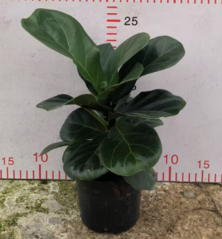 Фикус лировидный 11 30 11 23