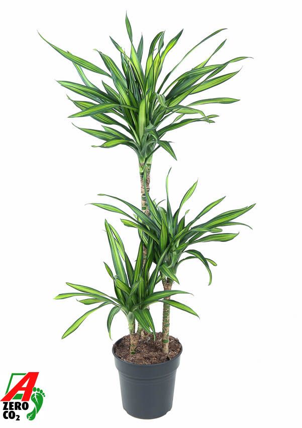 Dracaena Riki 60-30-15, D 21