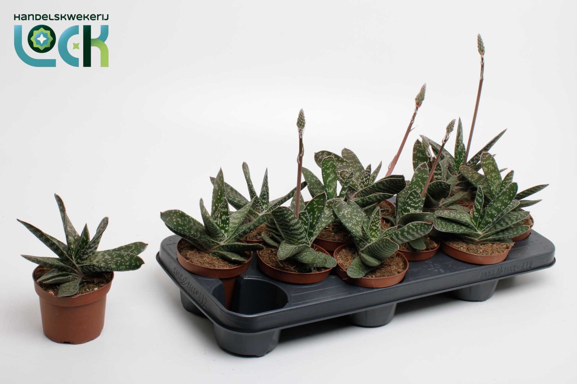 Gasteria Amour, D 10,5 cm