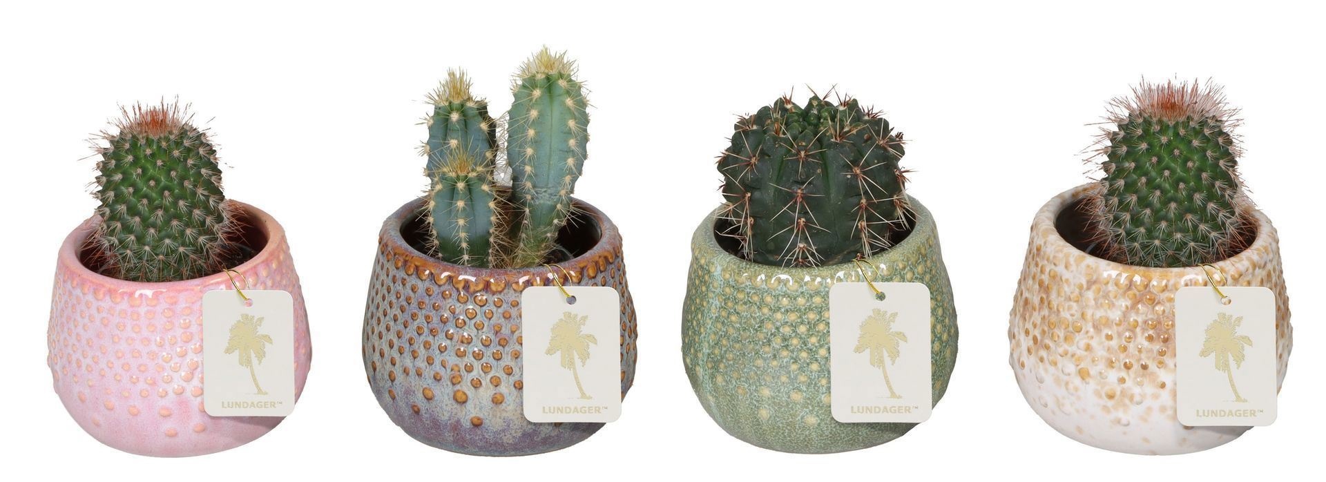 L 67204 With Cactus Mix 6 cm, D 6