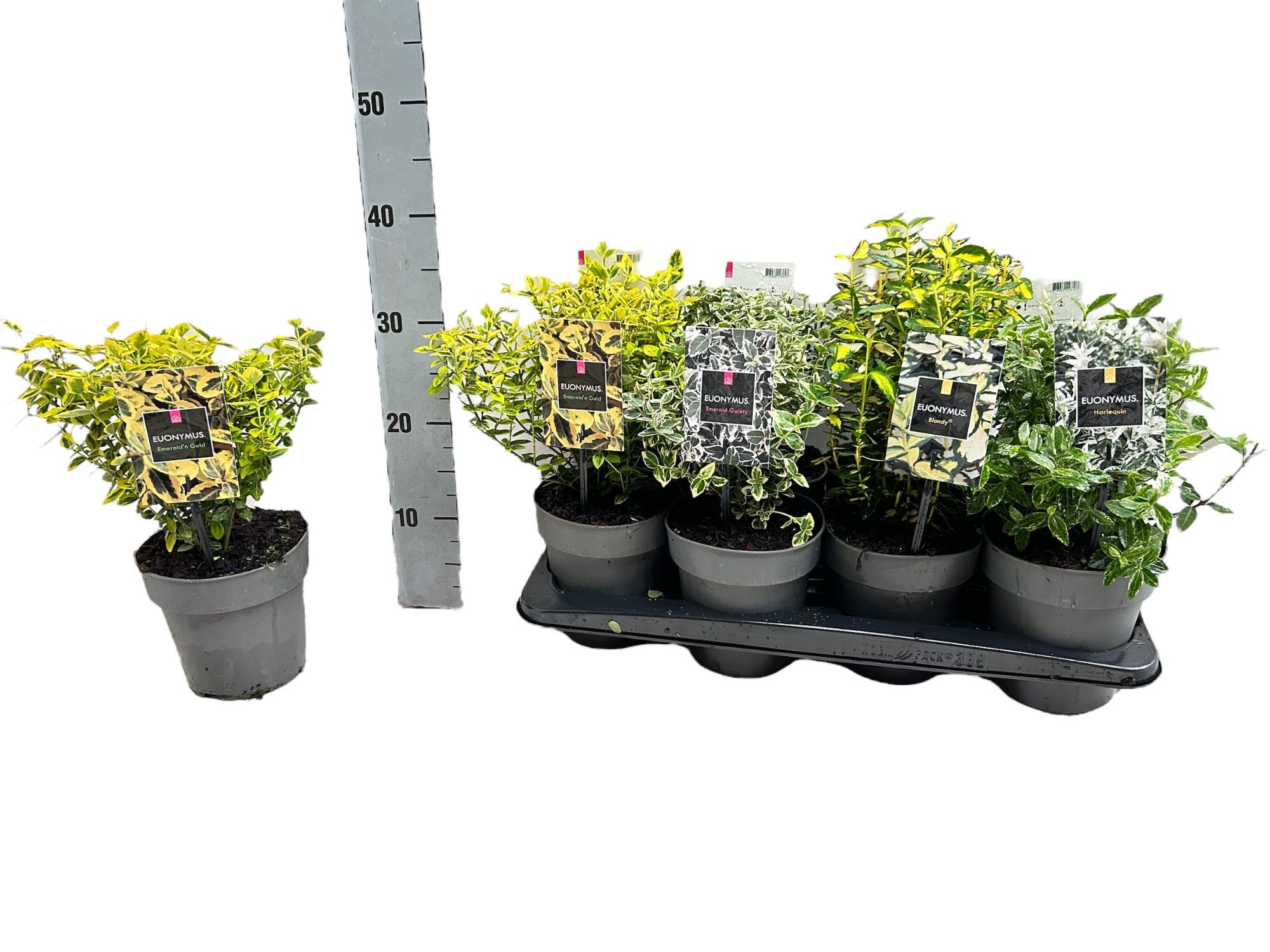 Euonymus fortunei mix, D 15