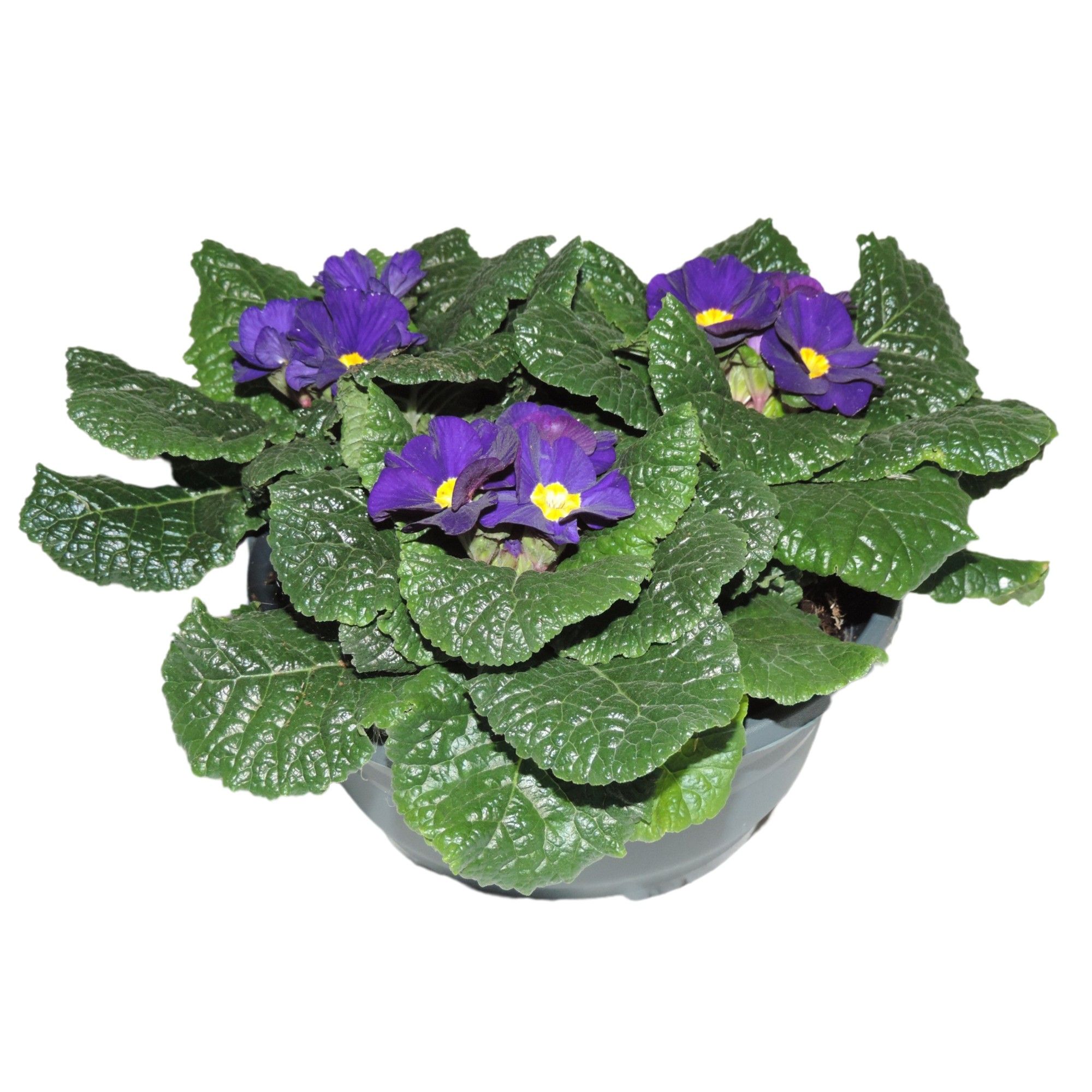 Primula Acaulis Blauw Schaal 19 cm, D 19