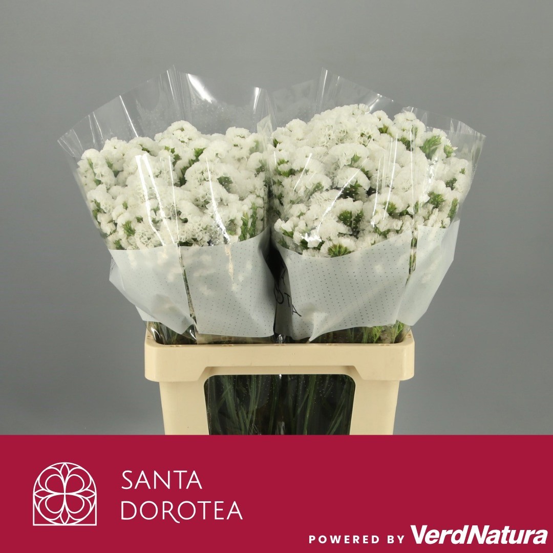 Статица Иса Вайт 70, шт.