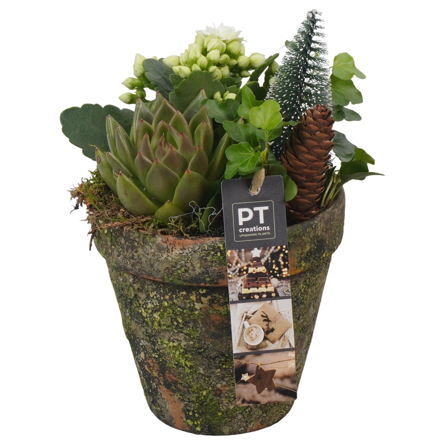 PTCHW4317 Arrangement Christmas White in terracotta pot, D 13 cm