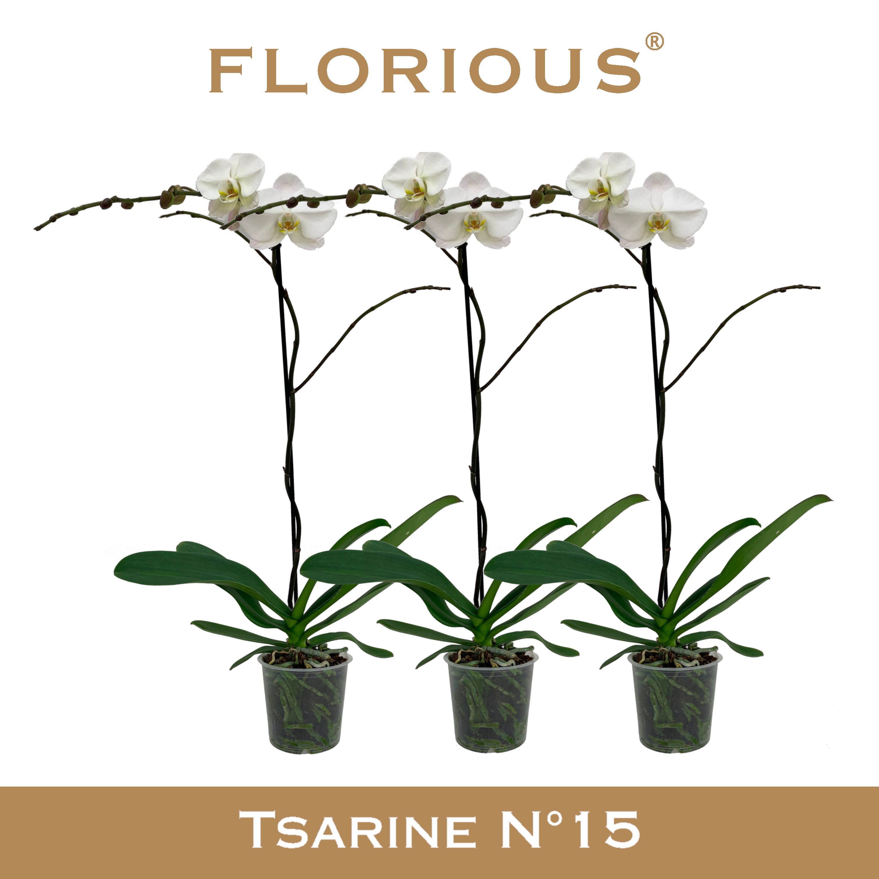 No15 Grandiflora 1-tak Wit, D 15