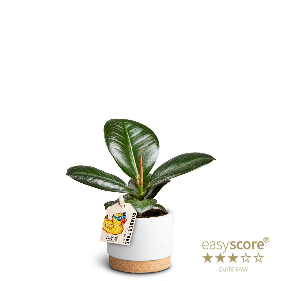 Woodbase White, Ficus elastica ´Sofia´, D 7 cm