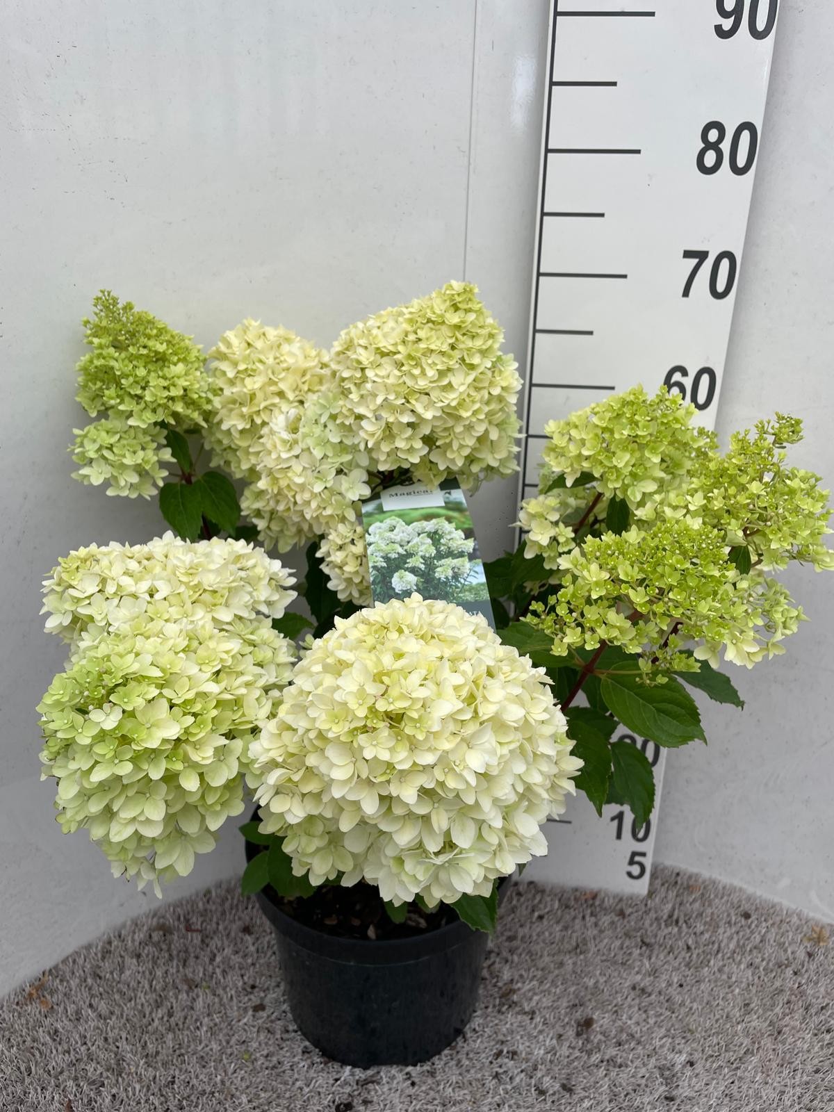 Hydrangea pan. Magical Andes 70 cm P26, D 26