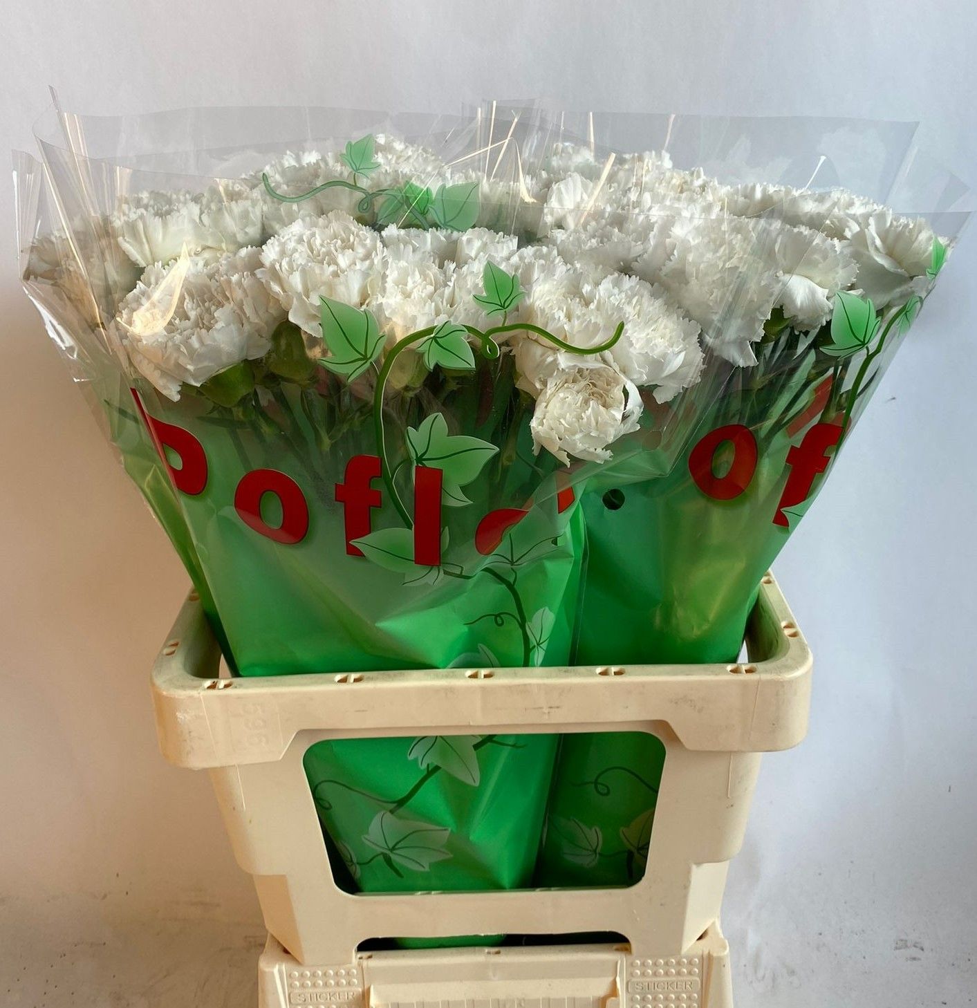 Диантус од. Балтико, шт.