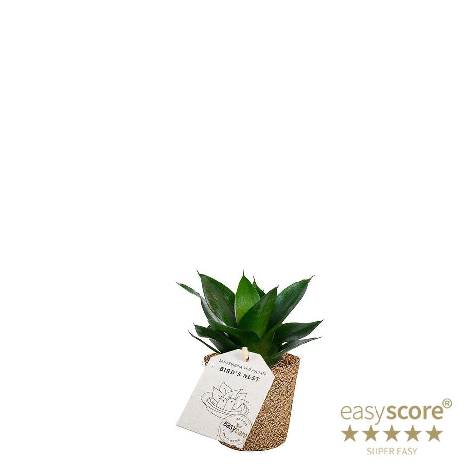 Sansevieria ´Hahnii Black´ - COCOZ, D 6