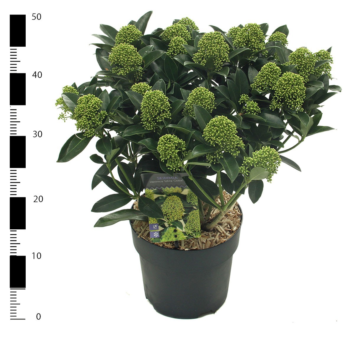 Skimmia jap. 'White Globe', D 19