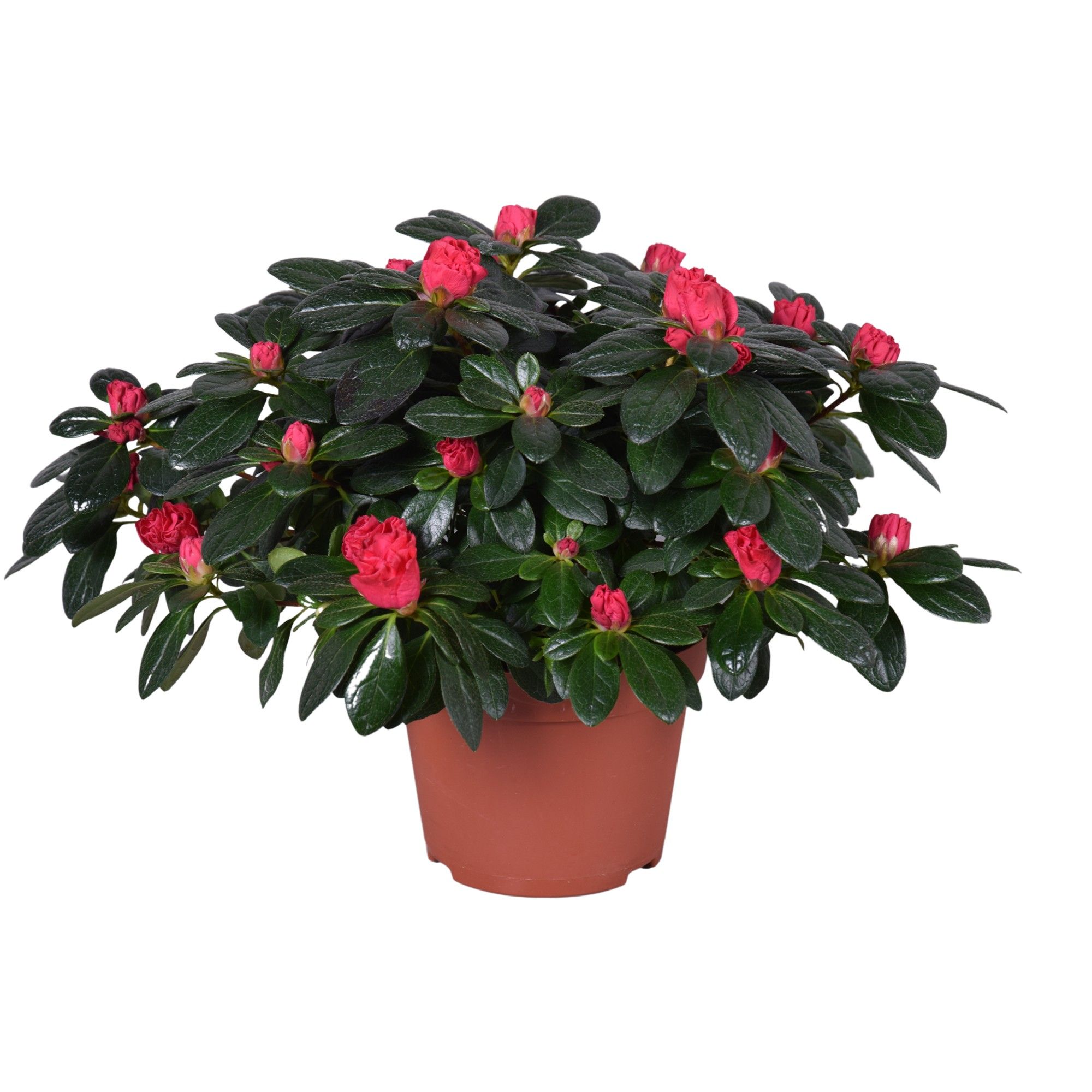 Azalea 'Otto' rood 13cm, D 13