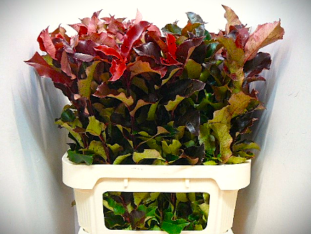 Фотиния Мэджикал Вулкано 80, шт.