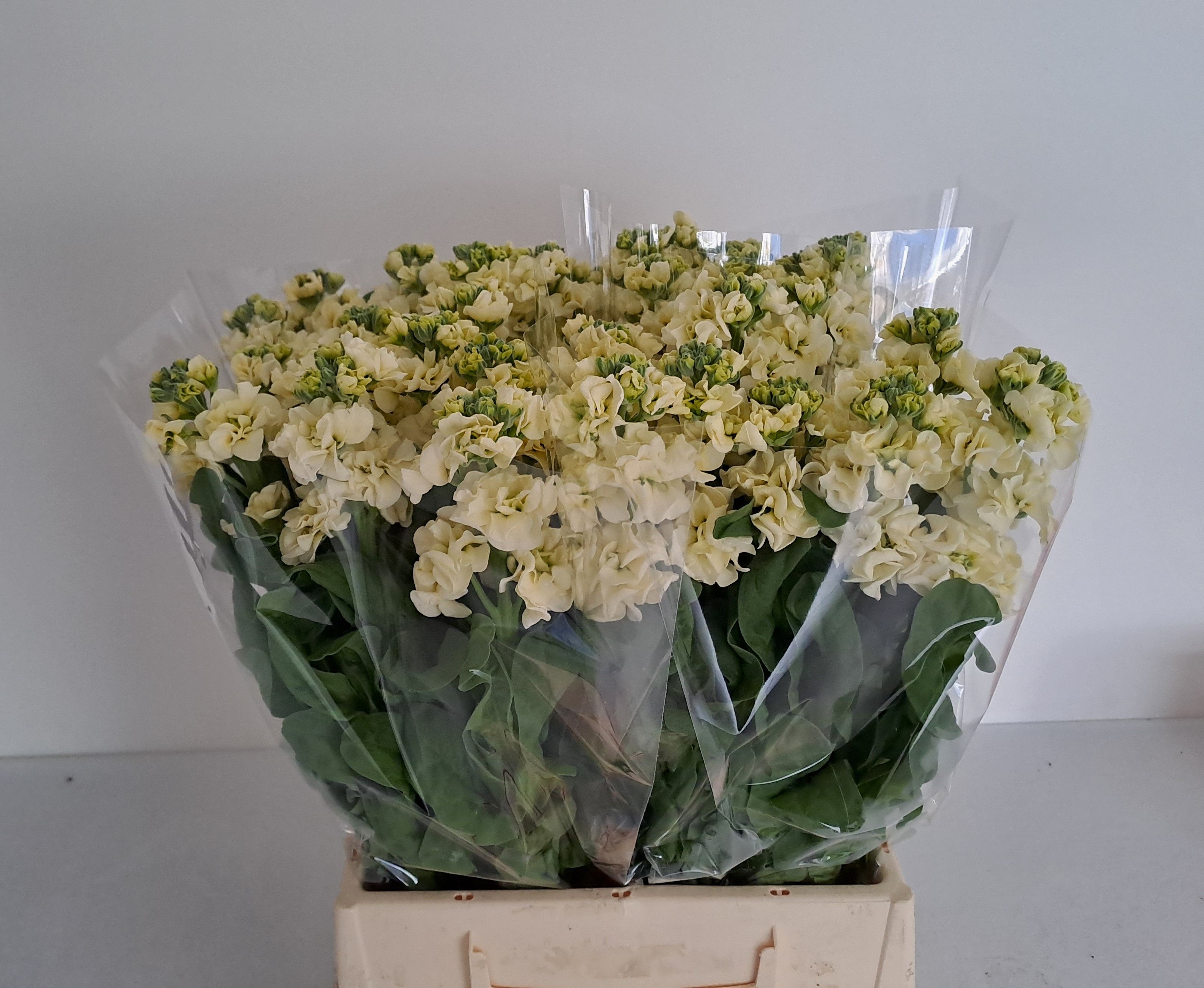 Маттиола од. Стокс Еллоу 45, шт.