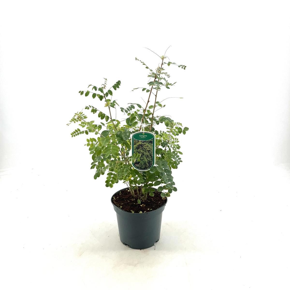 Caragana arborescens, D 19 cm