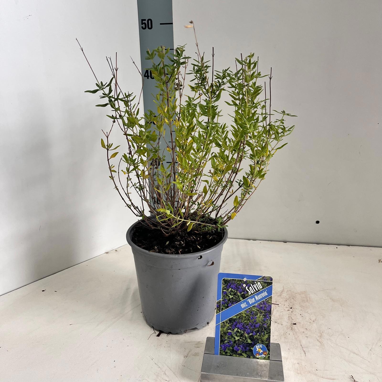 Salvia microphylla 'Blue Monrovia', D 17