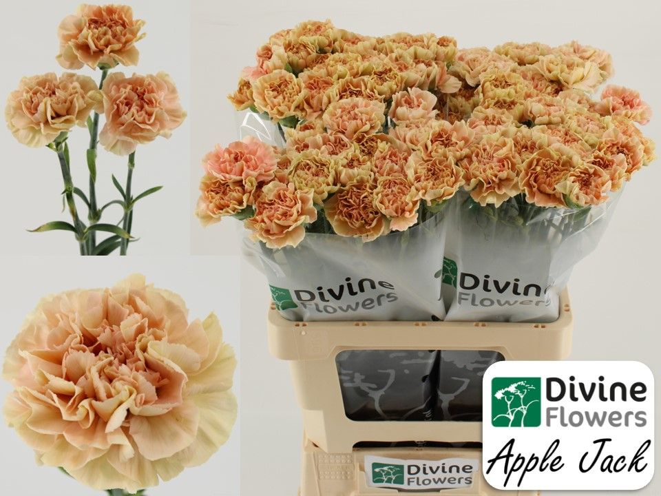 Диантус од. Эппл Джэк, шт.