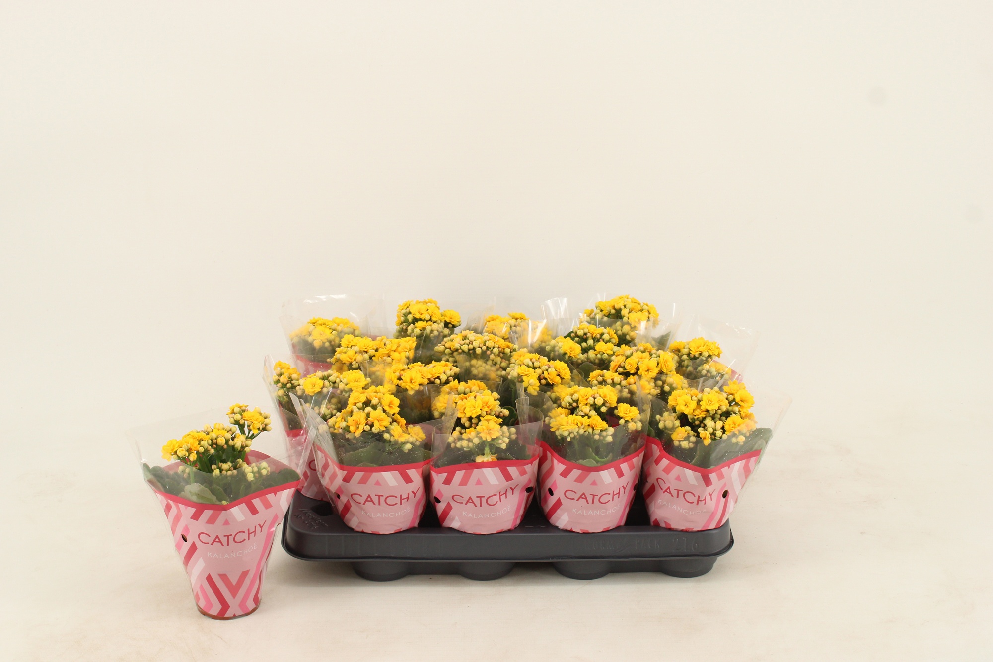 Kalanchoe Double Yellow, D 8