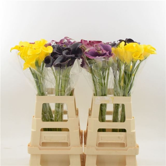 Калла Микс в баке 70, шт.