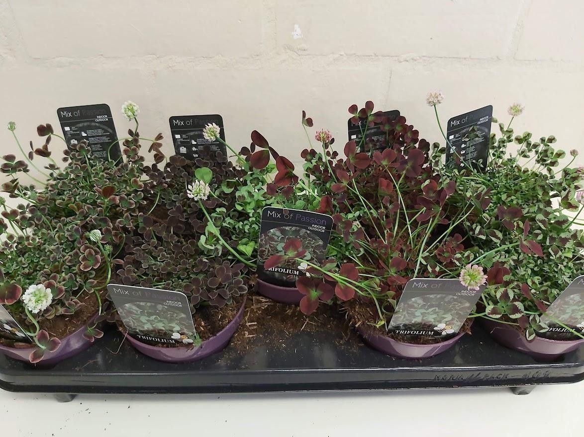 559 PLC : Pot 12 cm Trifolium Mix op kar/laag, D 12