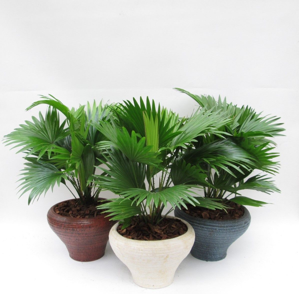 Livistona rotundifolia in Hoedje mix, D 26