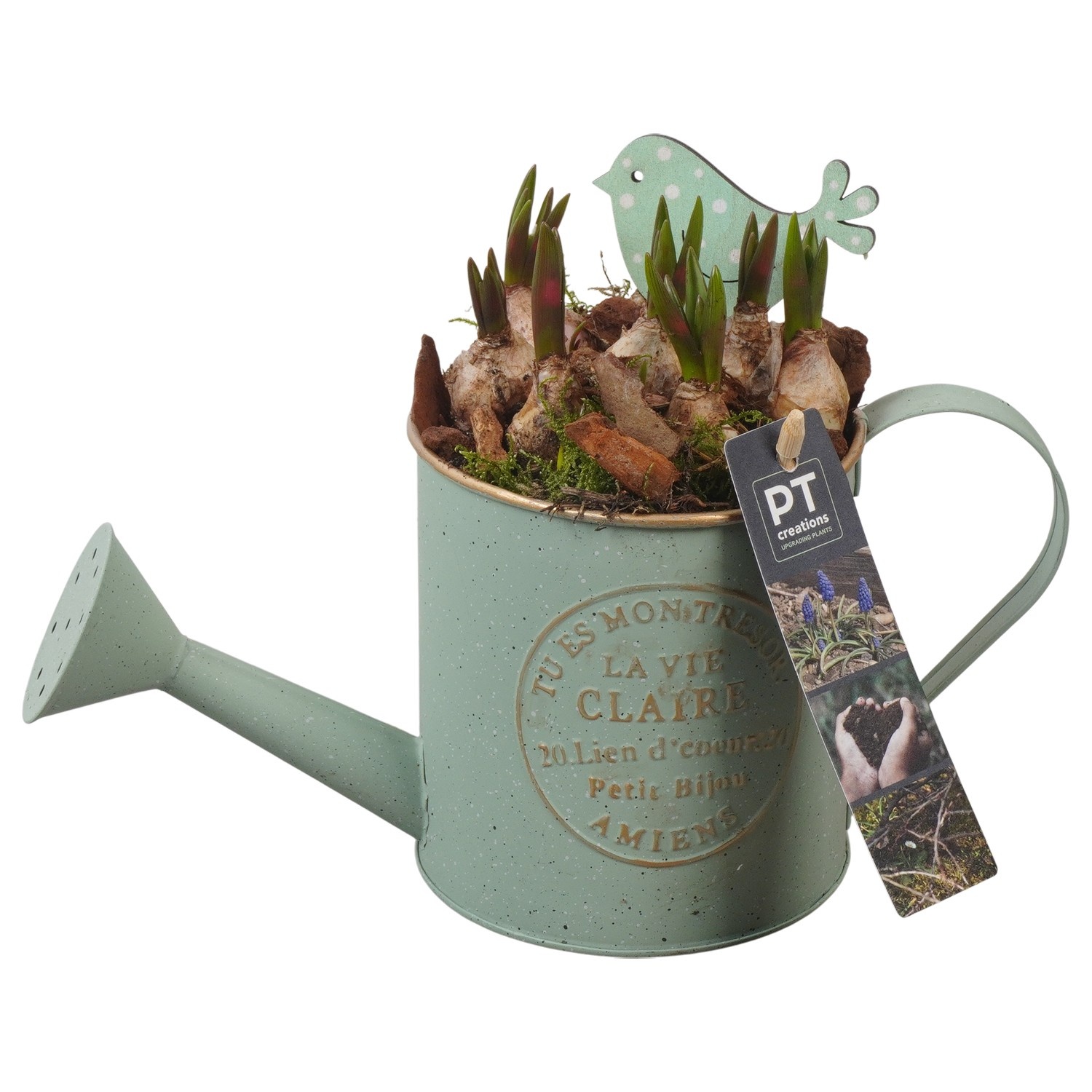 PTMB6135 Arrangement Muscari Blue in zink gieter, D 11