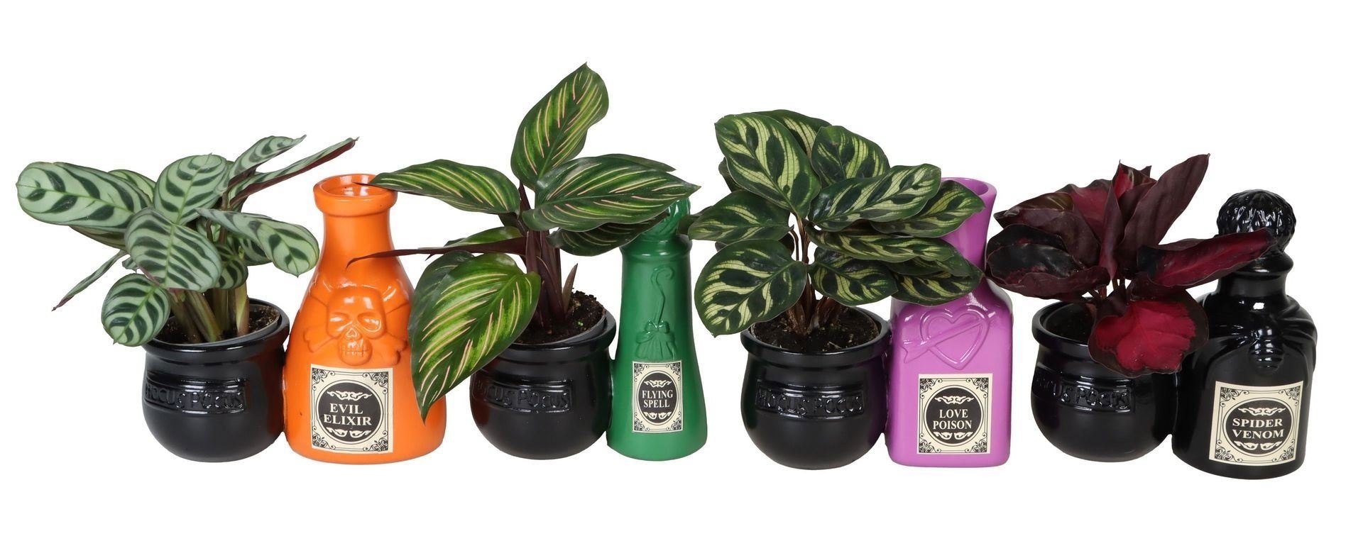 L 66538 With Calathea Mix 6 cm, D 6