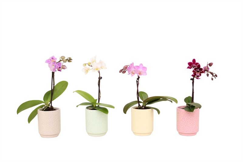 Indy p06 Phal Tiny Dolls mix 1T7+ Aqu@, D 6