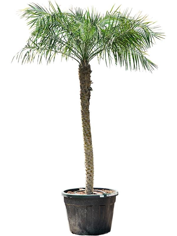 Phoenix roebelenii, D 70