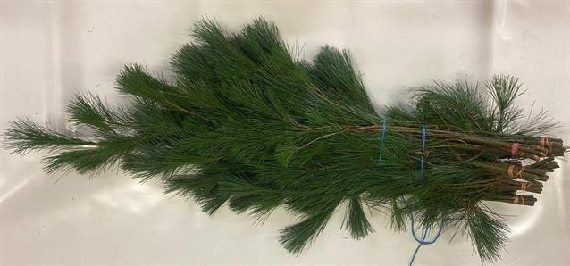 Пинус Стробус за пучок 90, пуч.