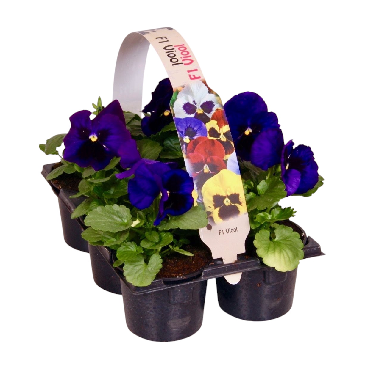 Viool F1 dr blauw met oog 6p, D 9 cm Viool F1 dr blauw met oog 6p, D 9 cm