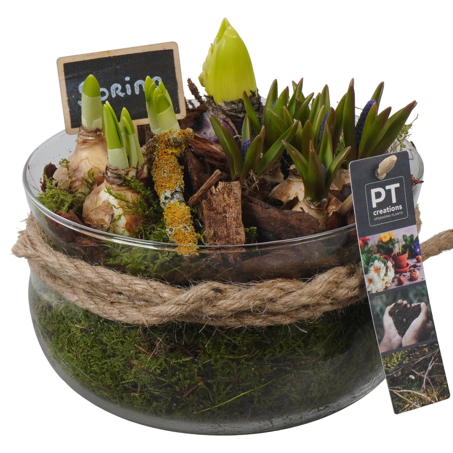 PTBM3955 Arrangement Flower Bulbs Mix in glas schaal, D 19