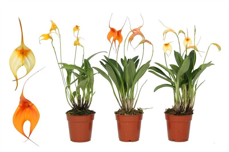 Masdevallia p09 mix 4T, D 9