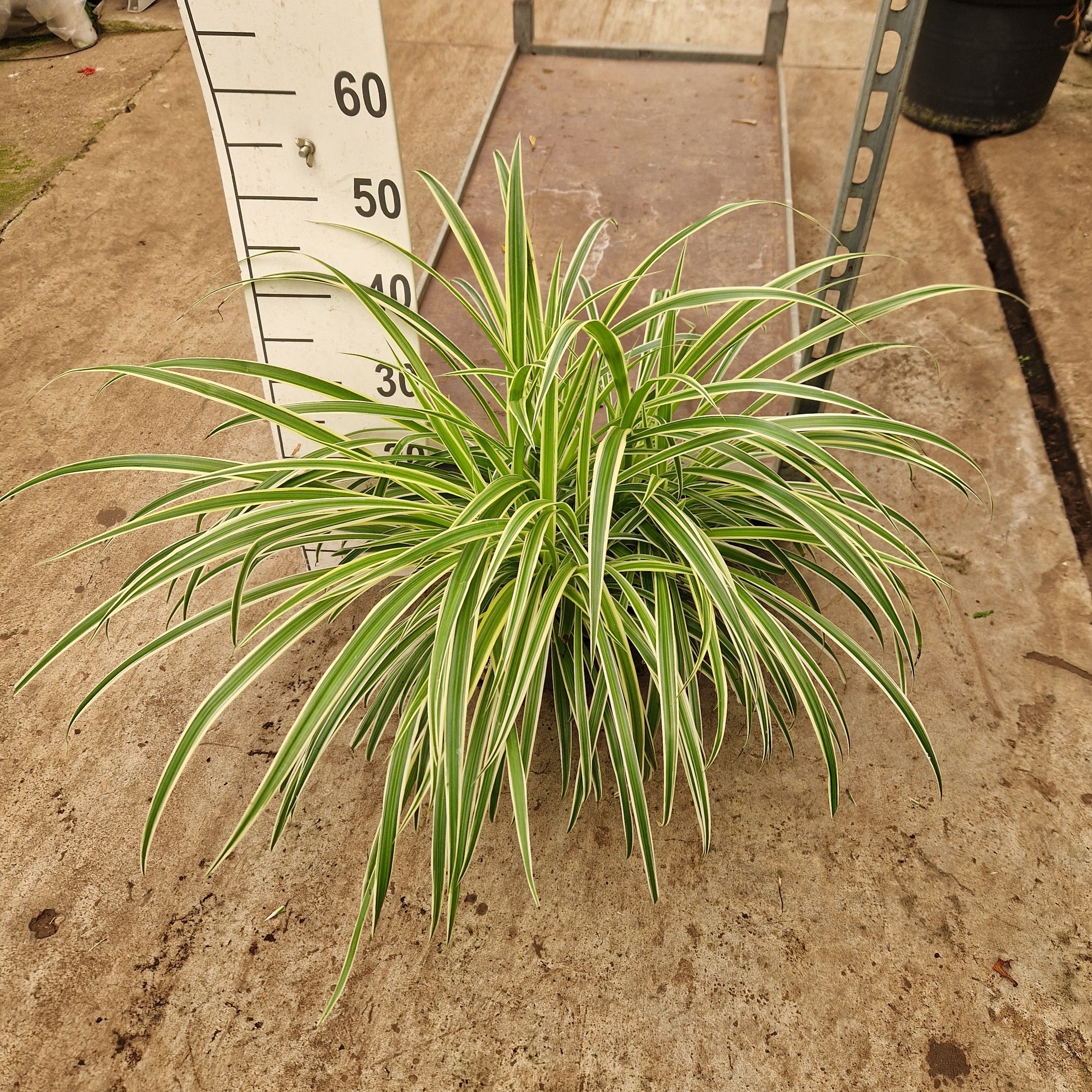 Chlorophytum comosum 'Vittatum', D 25