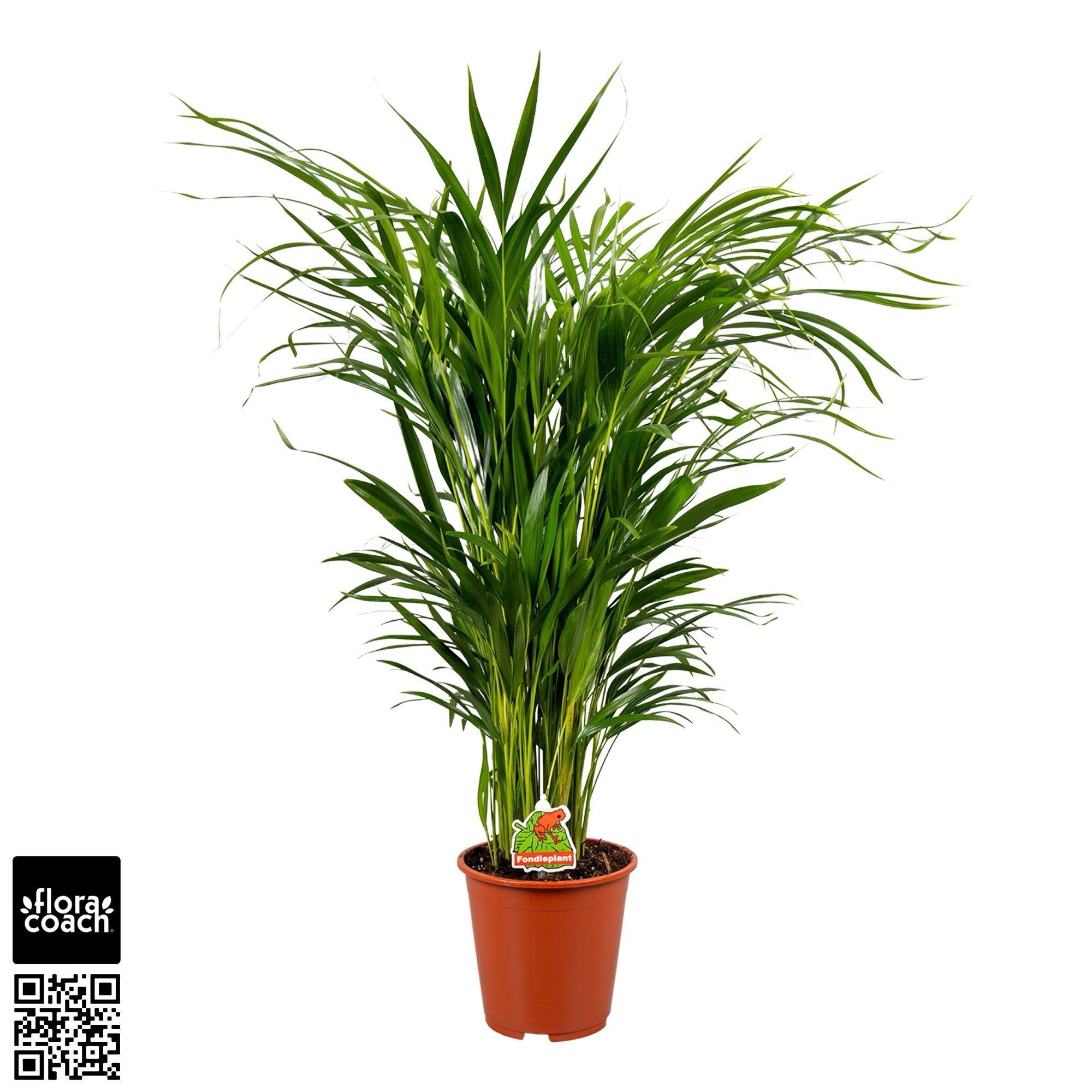Dypsis Lutescens P17cm - H70cm (Areca), D 17
