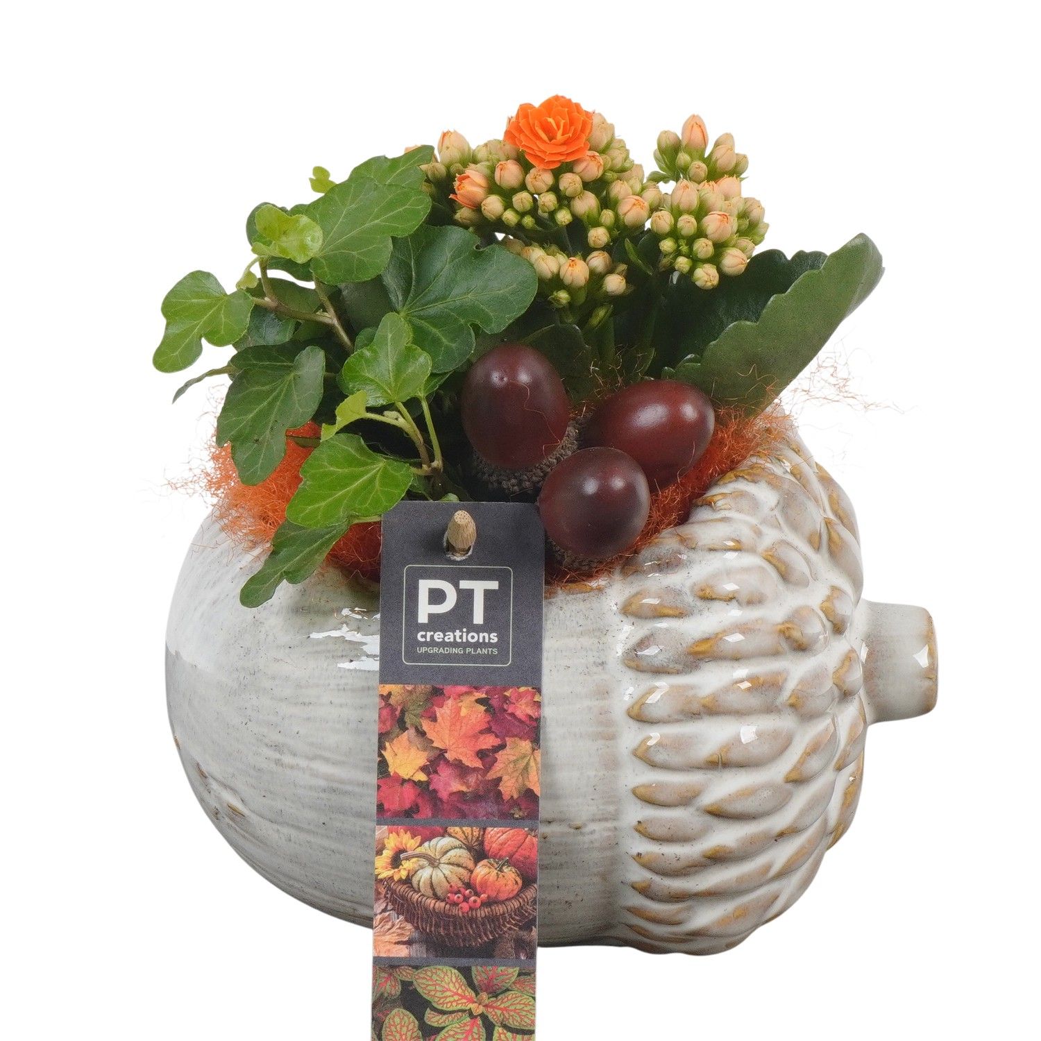 PTHI5514 Arrangement Herfst Indoor in keramiek pot, D 15 cm PTHI5514 Arrangement Herfst Indoor in keramiek pot, D 15 cm
