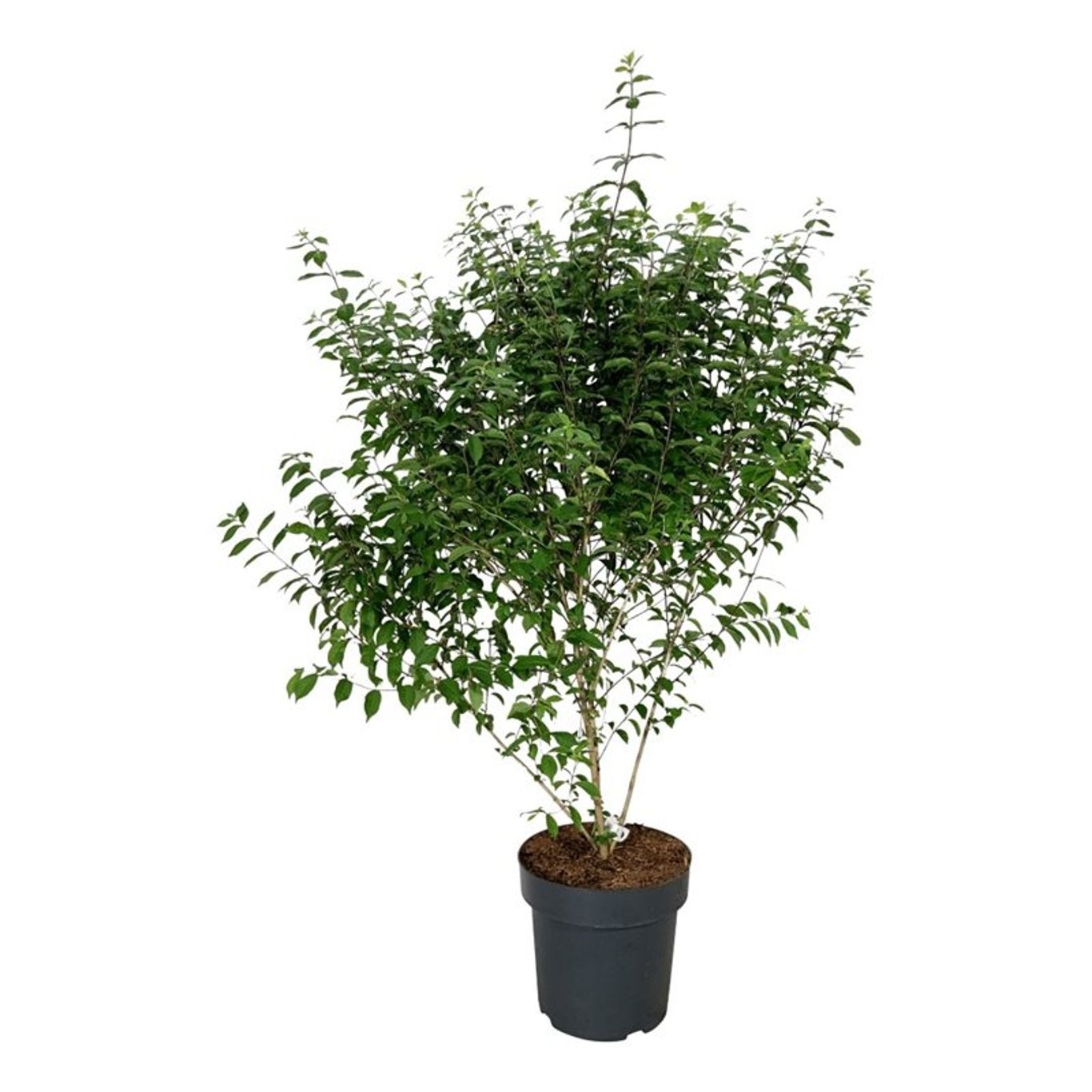 Callicarpa dichotoma 'Issai', D 32 cm