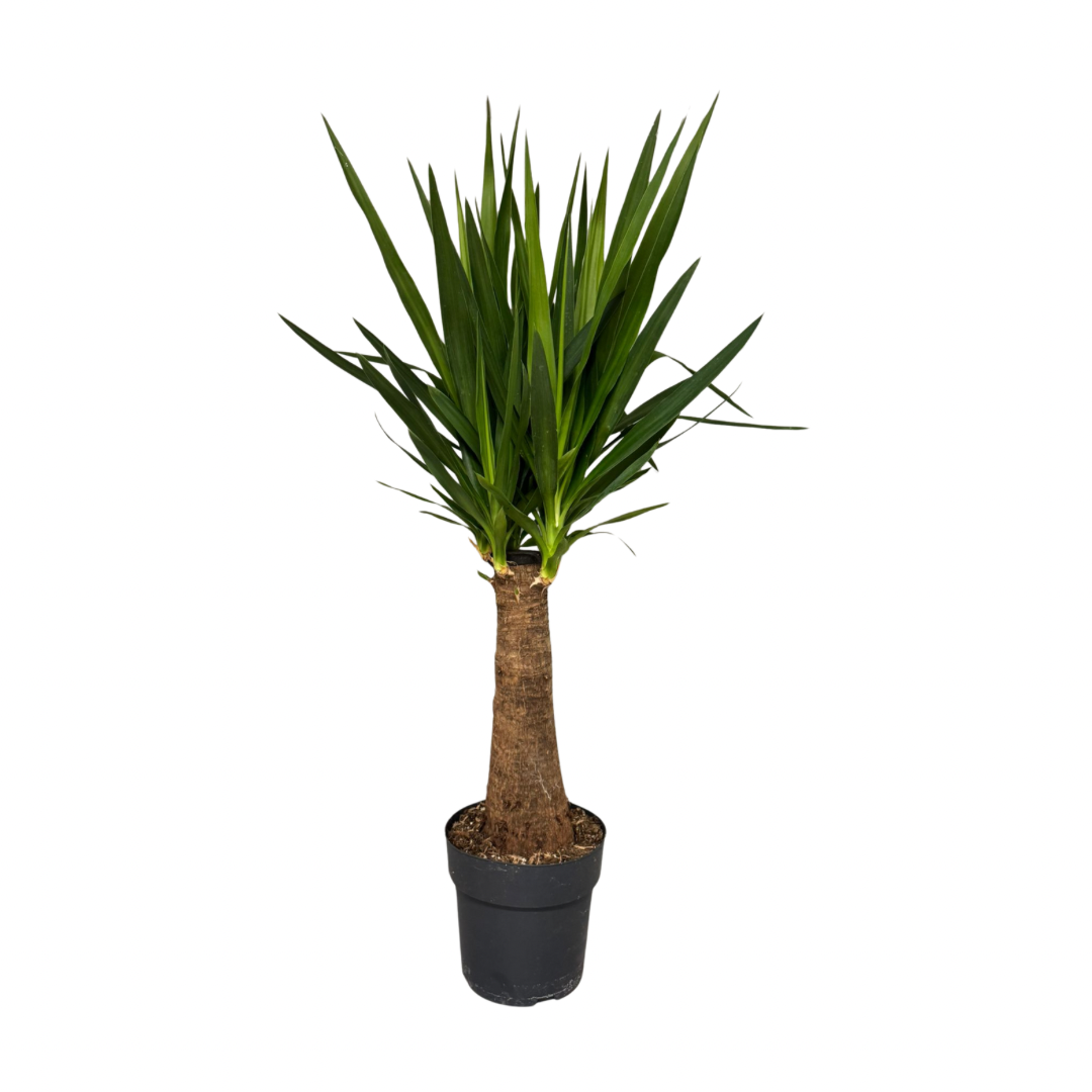 Yucca dikke stam, D 21