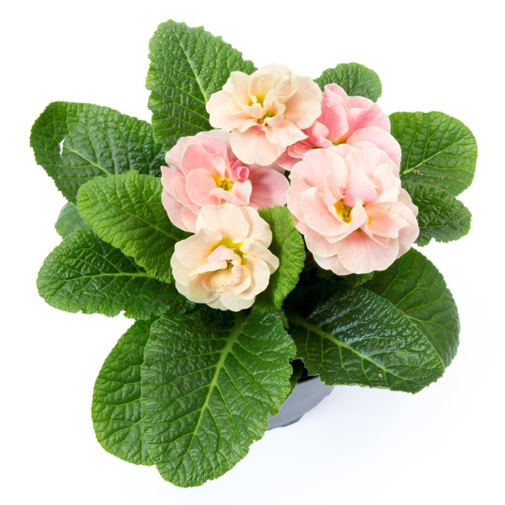 PRIMULA VULGARIS-HYBRID 'PRINCESS', D 11