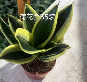 Сансевиерия Лотус Орхидея 11 18