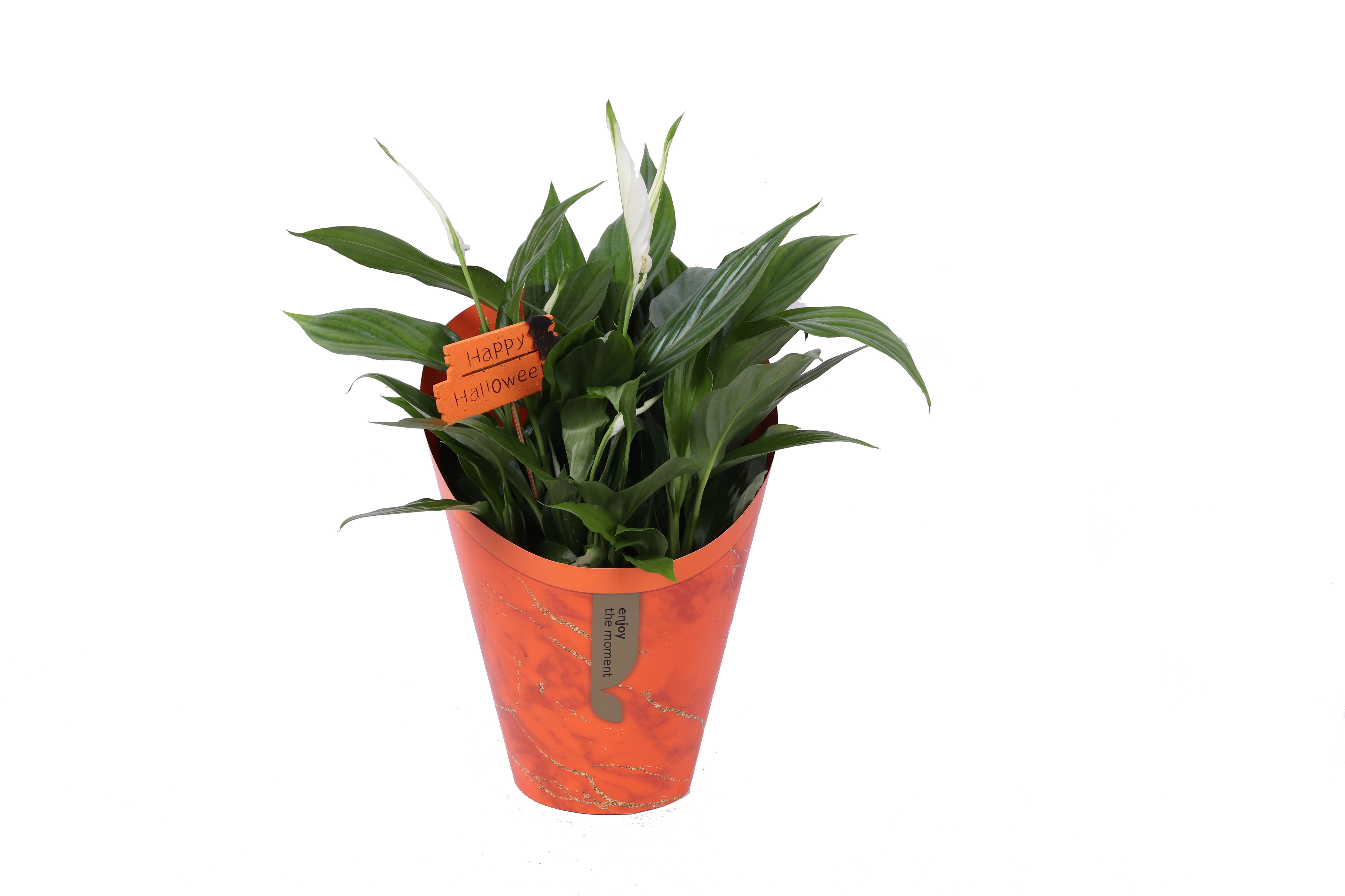 KP-894.10 - Spathiphyllum 15cm in Gifts Halloween, D 15 cm KP-894.10 - Spathiphyllum 15cm in Gifts Halloween, D 15 cm
