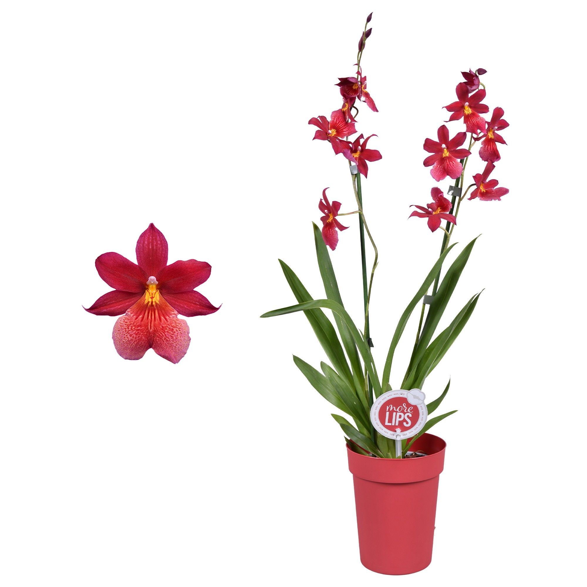 MoreLIPS® Cambria 'Nelly Isler' 2 tak met rode pot, D 12